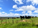 whangarei (44)